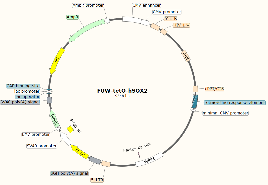 FUW-tetO-hSOX2载体图谱